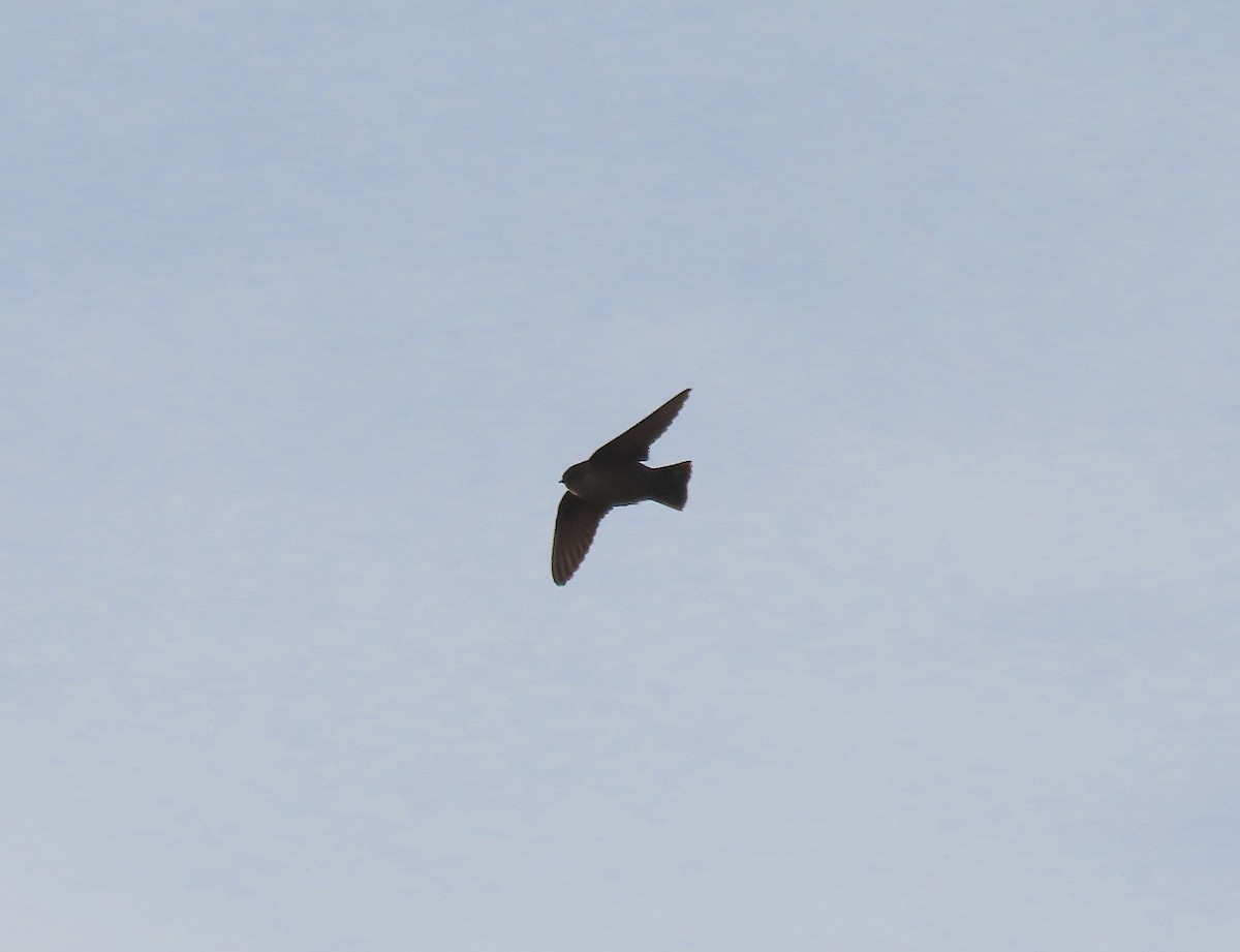 Харагчин хараацай - ML646645758