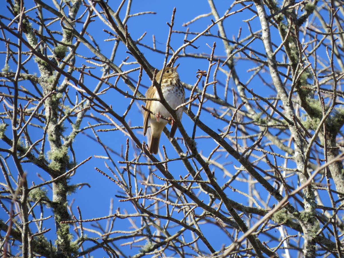 Hermit Thrush - ML646645760