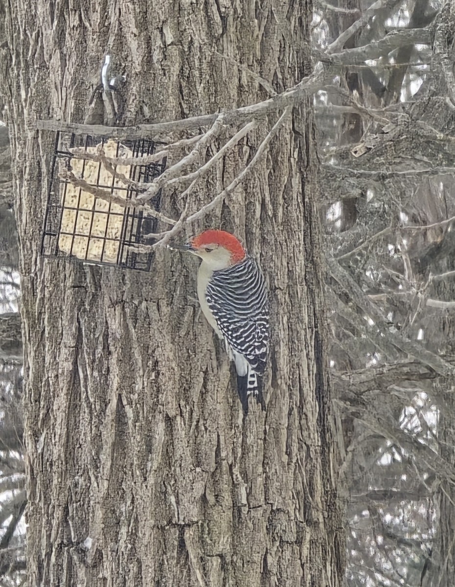 Red-bellied Woodpecker - ML646645761