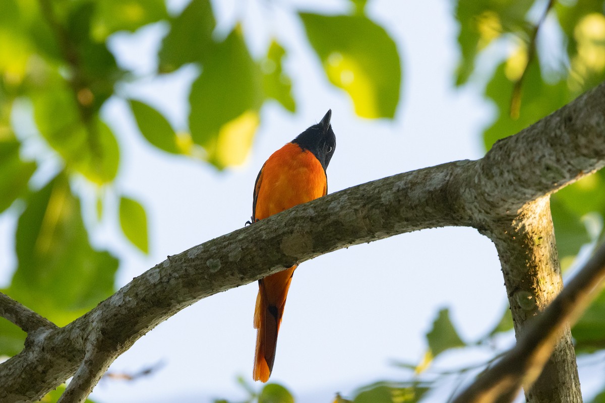 Orange Minivet - ML646645766