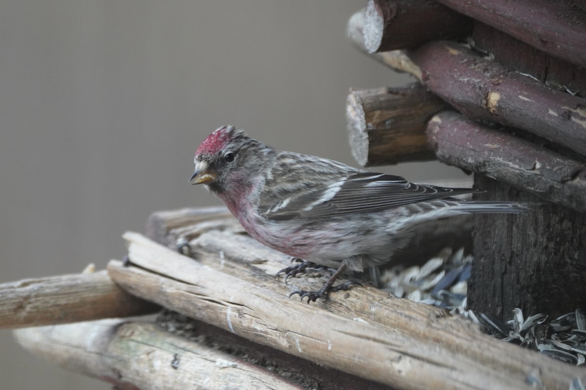 Redpoll (Common) - ML646645767