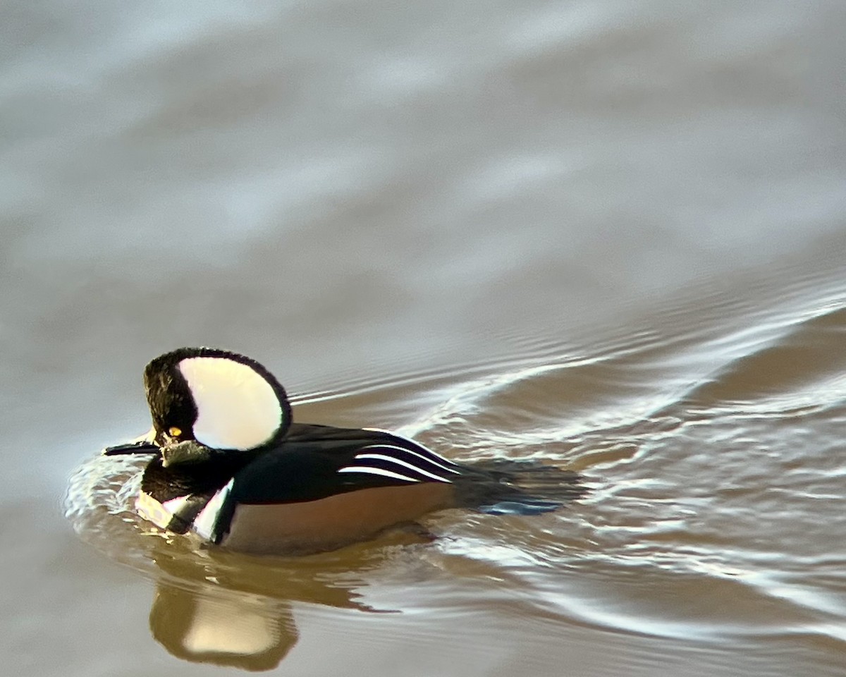 Serreta Capuchona - ML646645769