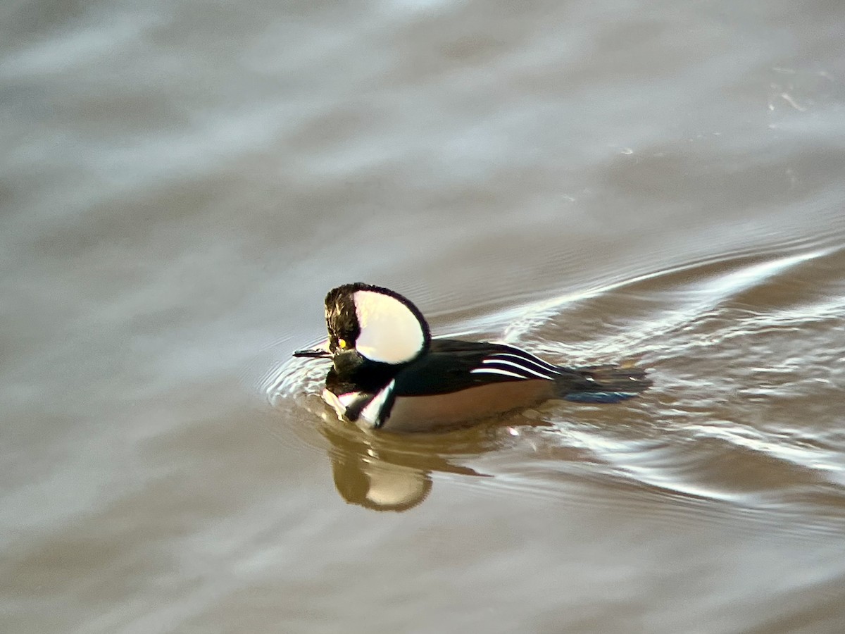 Serreta Capuchona - ML646645773