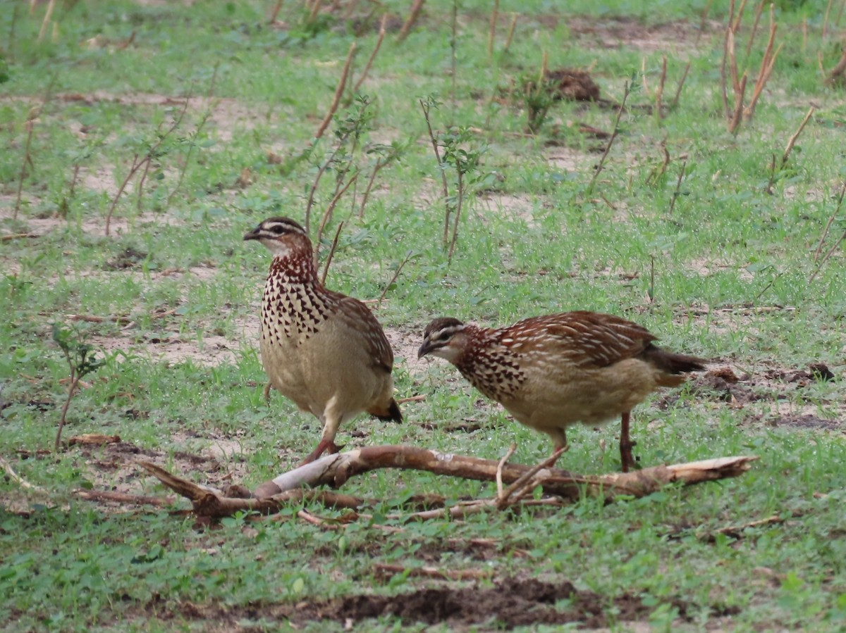 frankolín čapkový - ML646645778