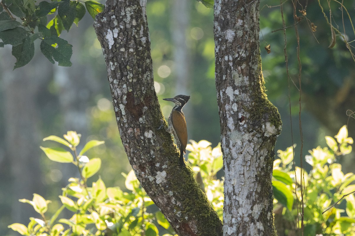 datel zlatopláštíkový/zlatohřbetý - ML646645781