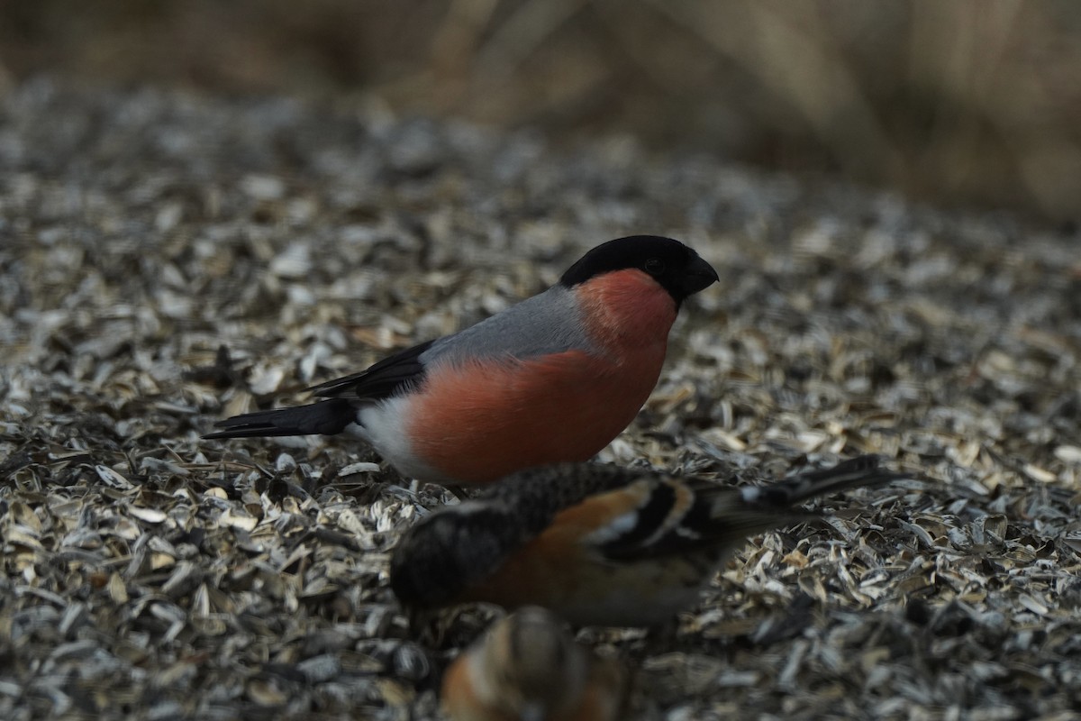 Eurasian Bullfinch - ML646645782