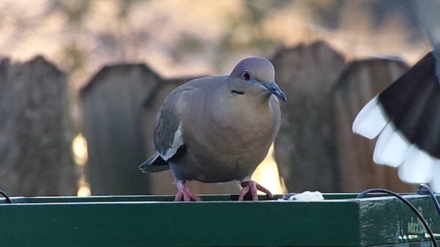 White-winged Dove - ML646645798