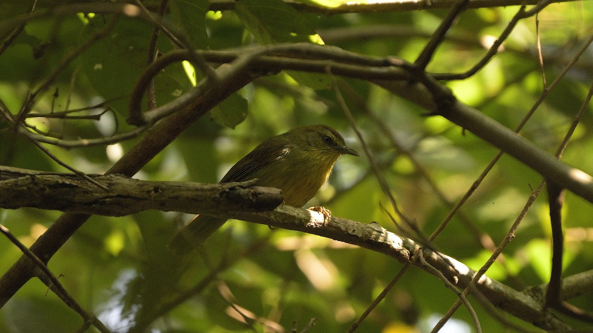 Pin-striped Tit-Babbler - ML646645800