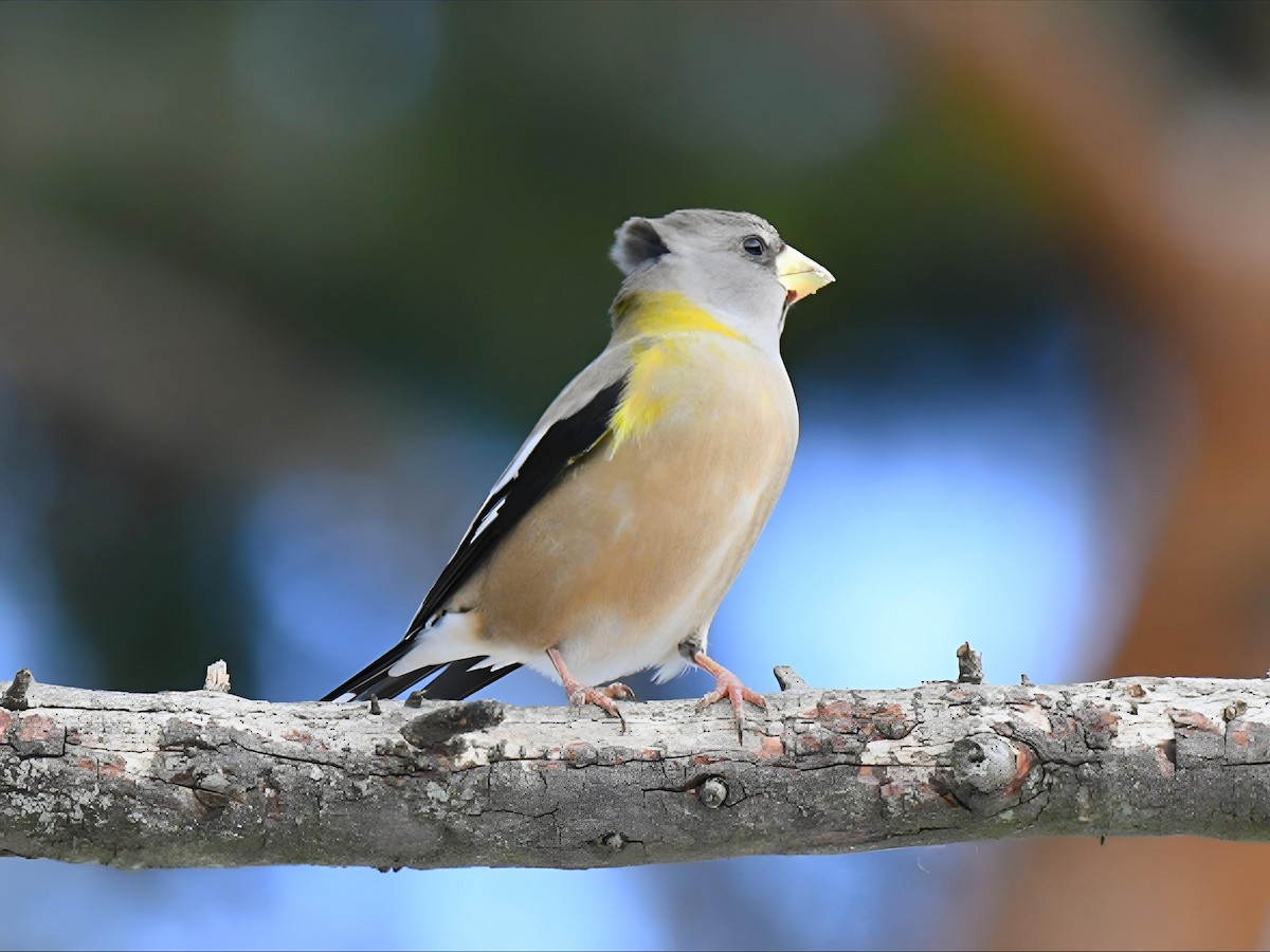 キビタイシメ - ML646645803