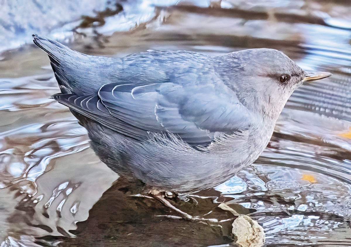 American Dipper - ML646645808