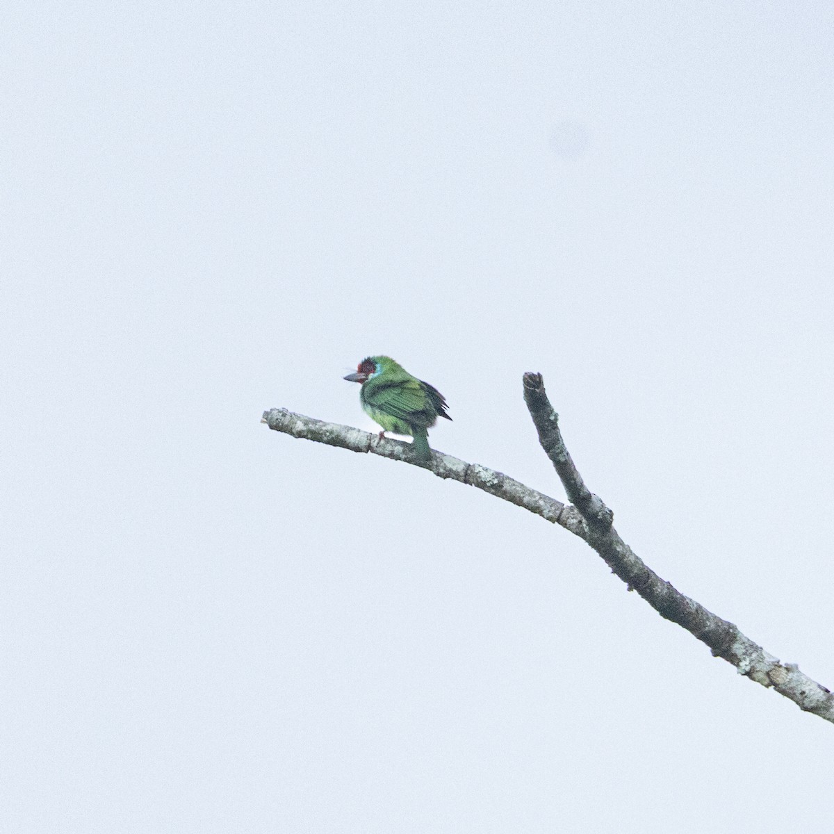 barbet malabarský/zvučnohlasý - ML646645809