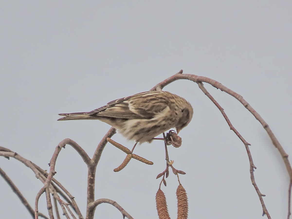 čečetka zimní - ML646645814