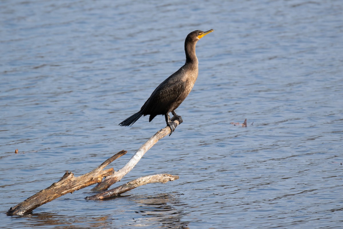 Double-crested Cormorant - ML646645816