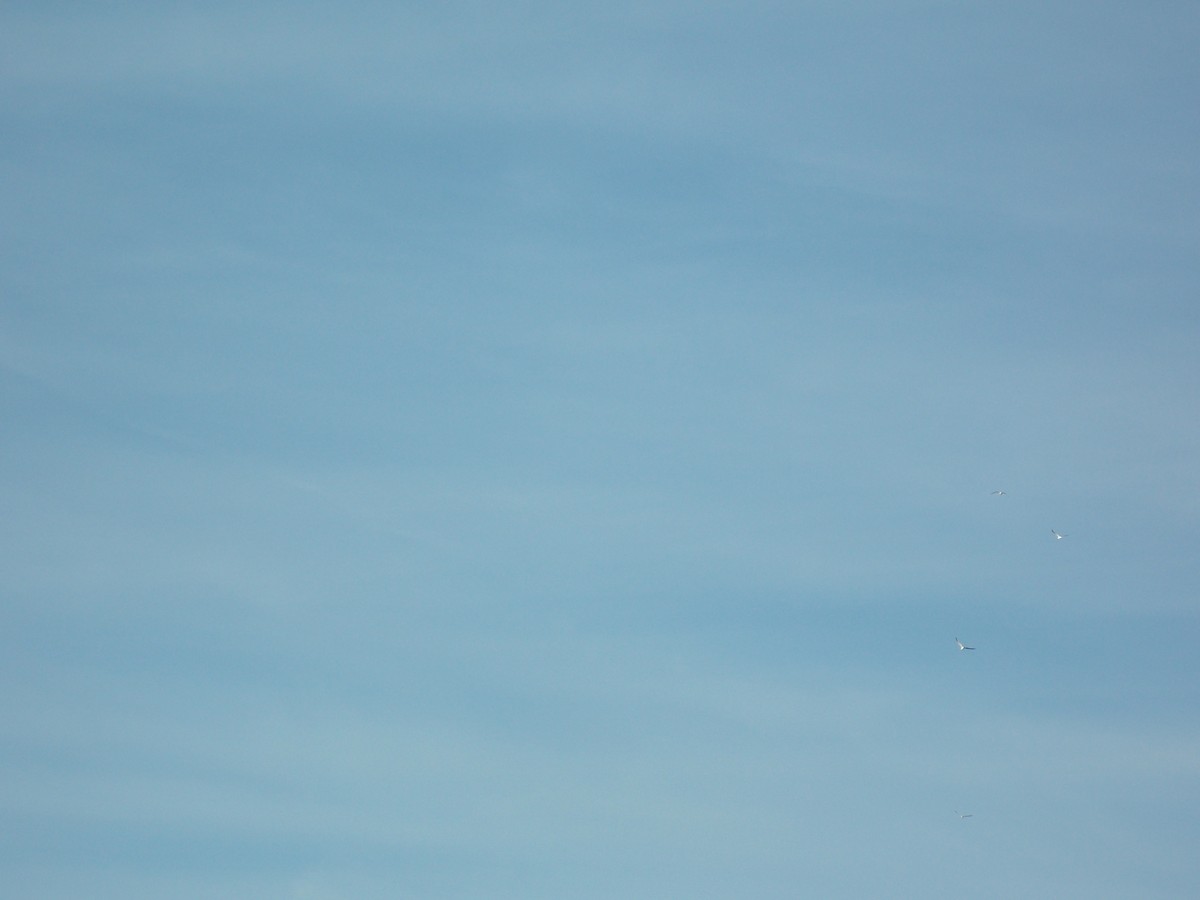 Snow Goose - ML646645817