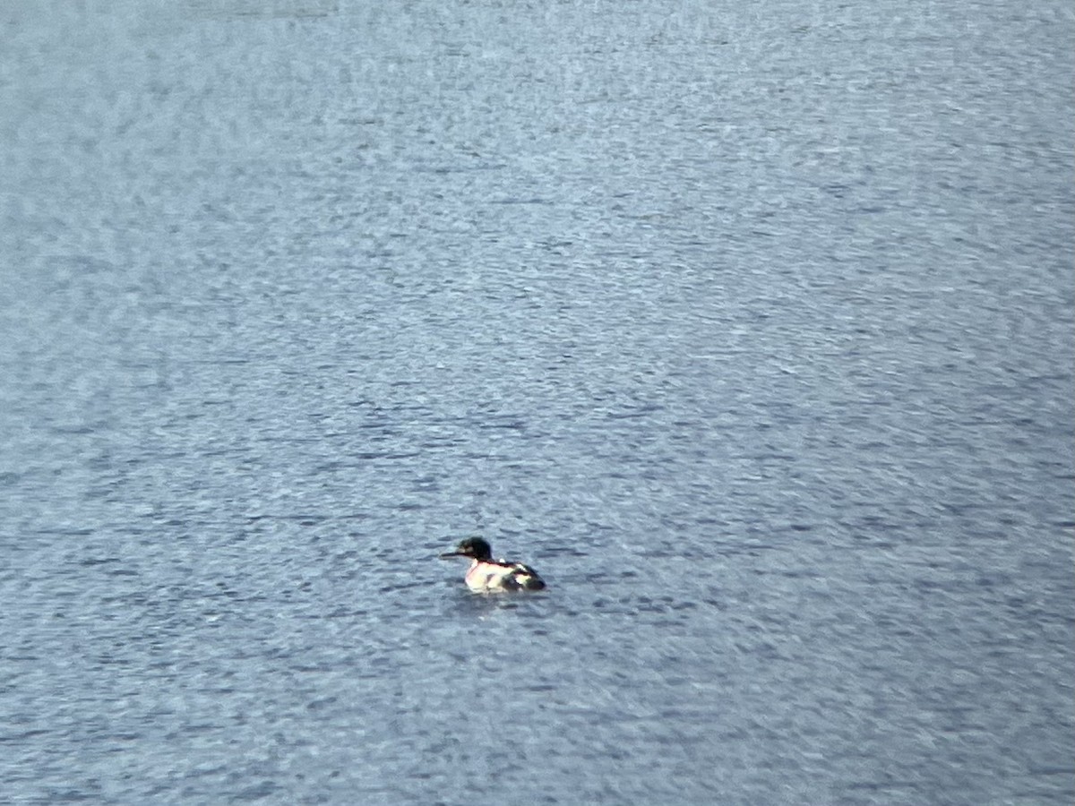 Serreta Mediana - ML646645818