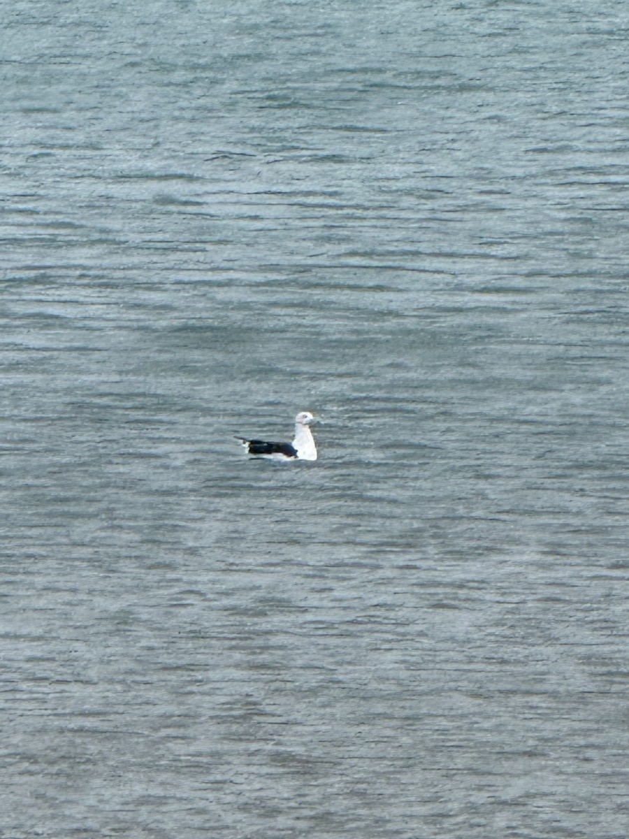 Морская чайка - ML646645819