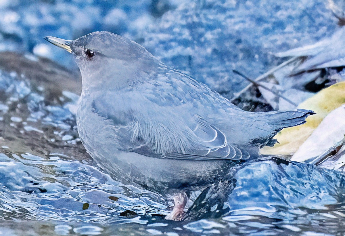 American Dipper - ML646645820