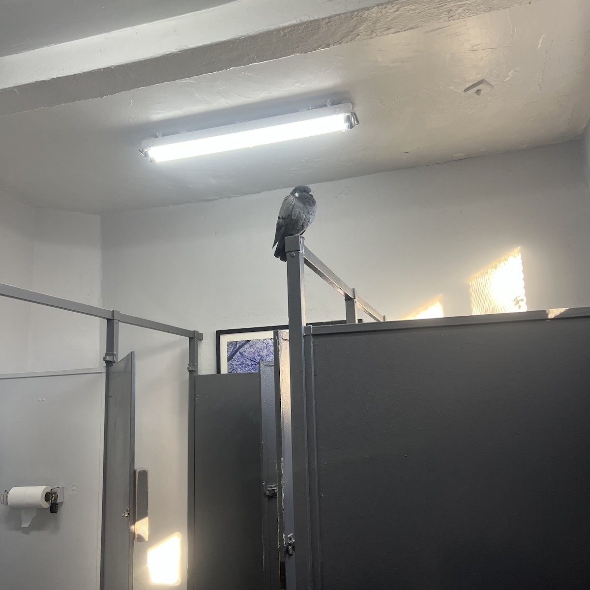 Paloma Bravía (variedad doméstica) - ML646645821