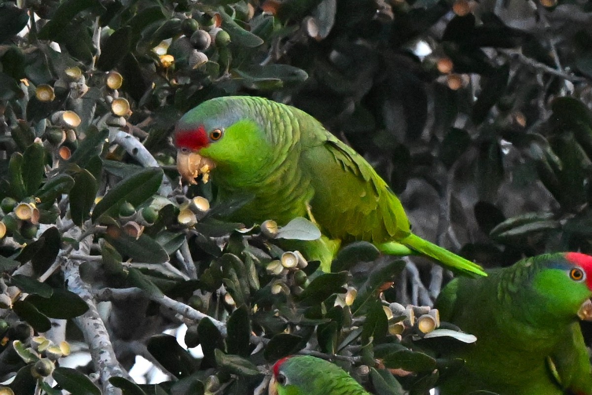 Lilac-crowned Amazon - ML646645824