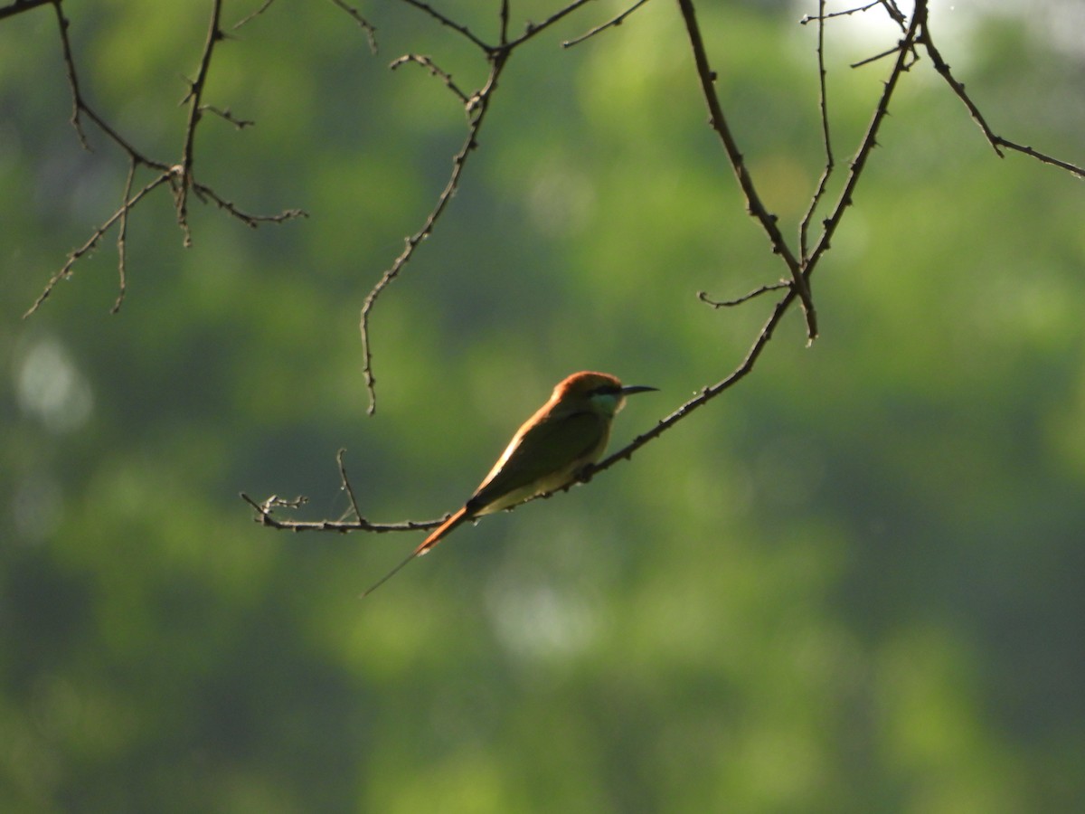 Asian Green Bee-eater - ML646645828