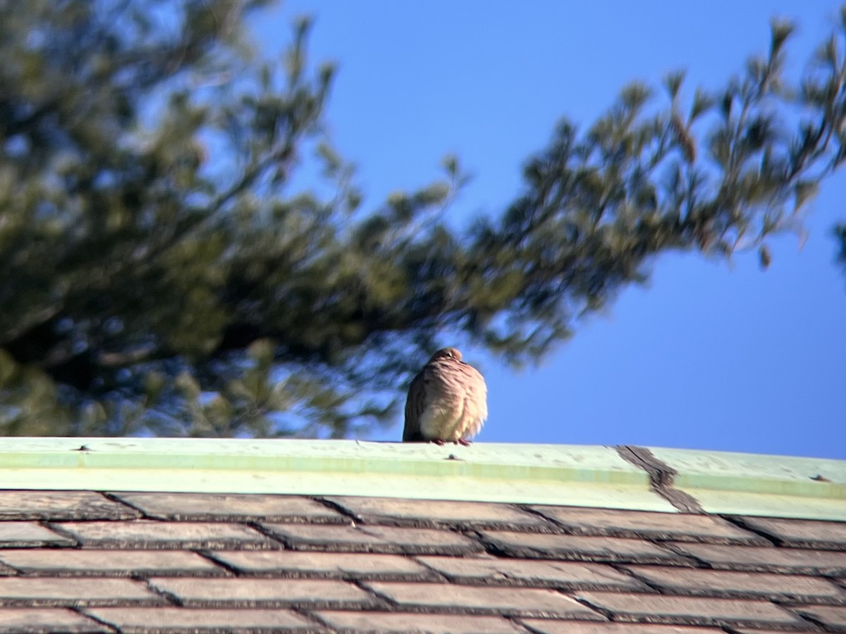 Zenaida Huilota - ML646645843