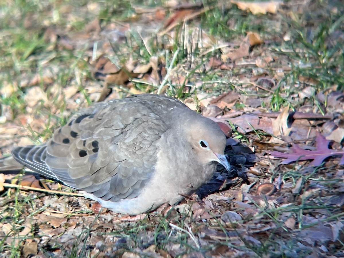 Zenaida Huilota - ML646645844