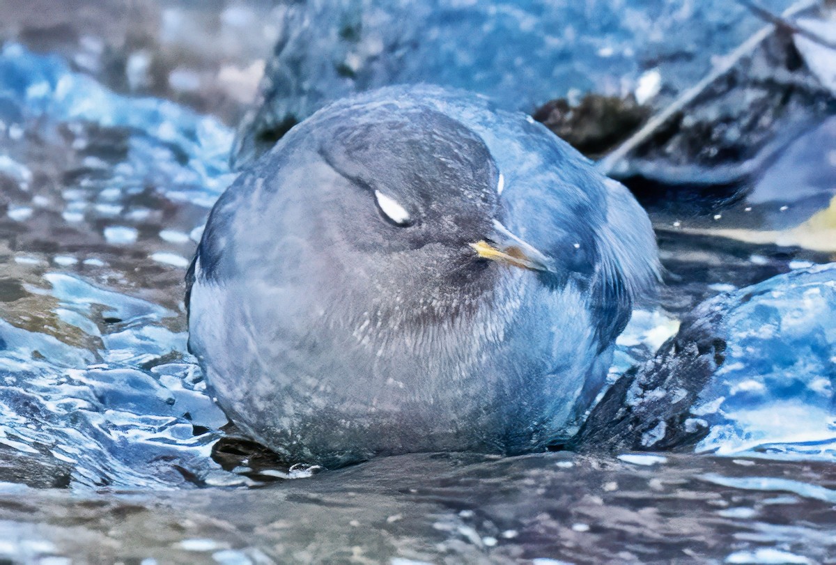 American Dipper - ML646645855