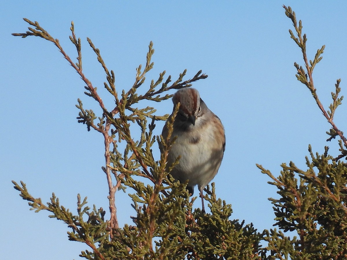 American Tree Sparrow - ML646645856