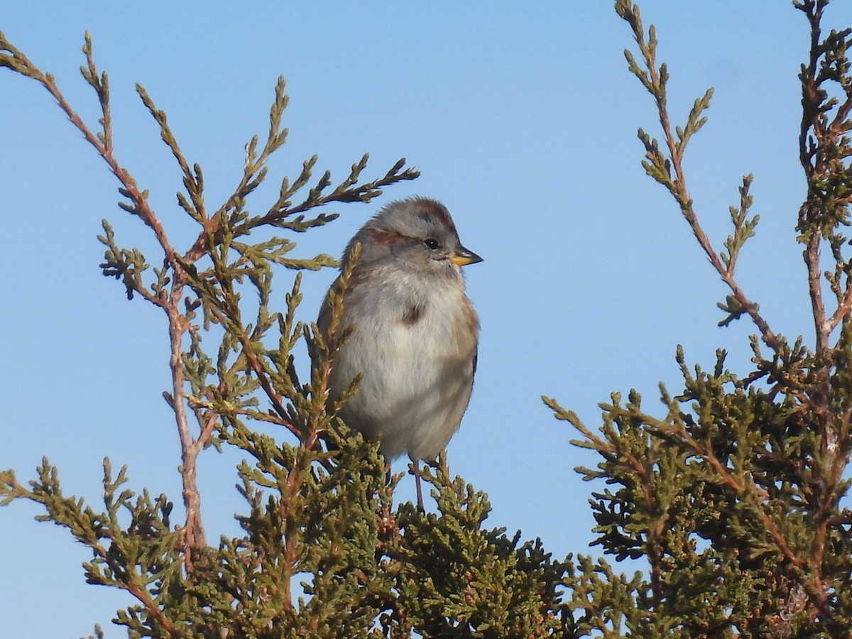 American Tree Sparrow - ML646645857