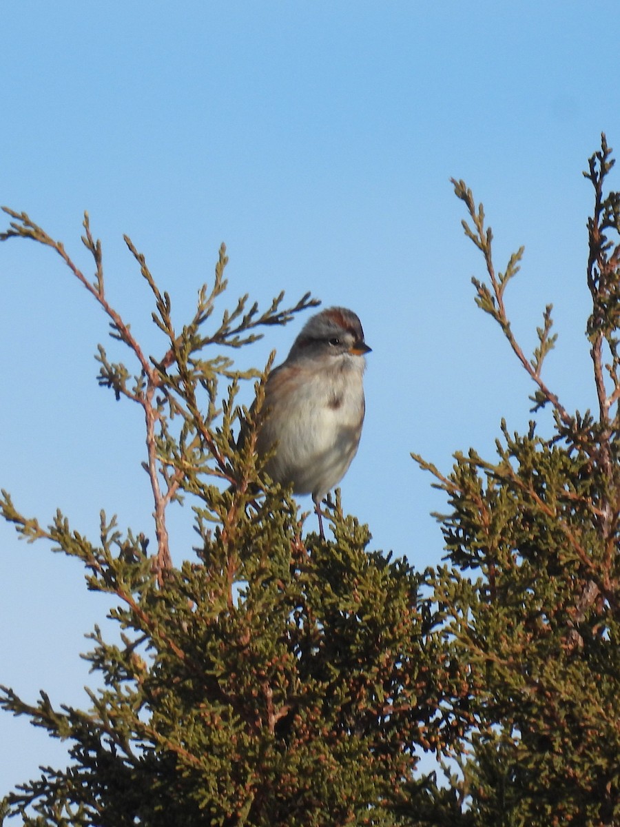 American Tree Sparrow - ML646645858
