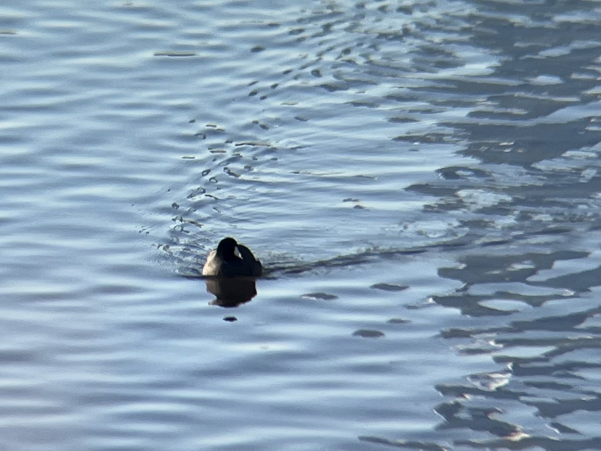 Focha Americana - ML646645860