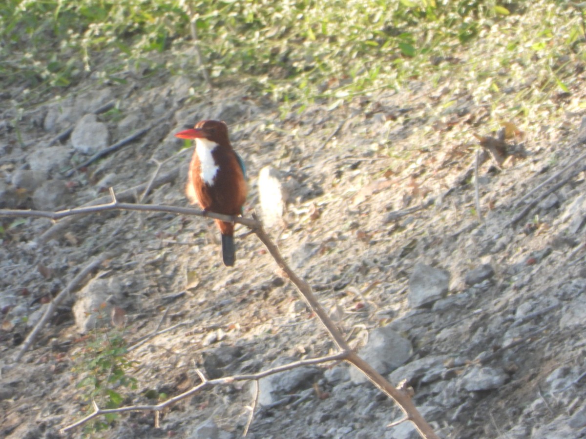 Красноносый зимородок - ML646645861