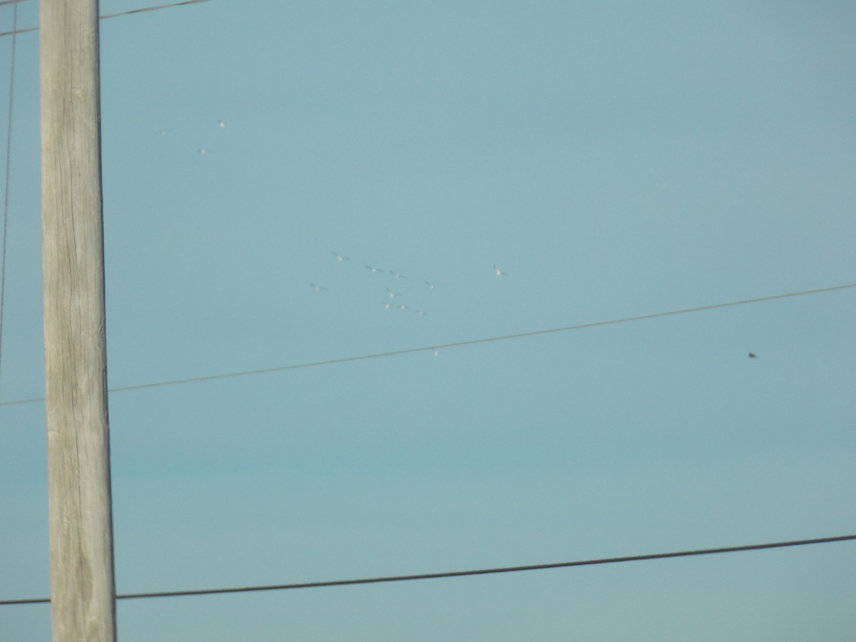 Snow Goose - ML646645862