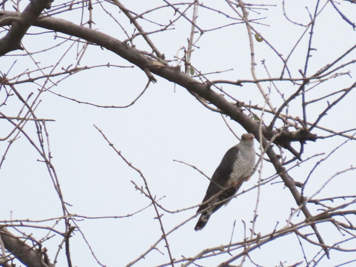African Cuckoo - ML646645864