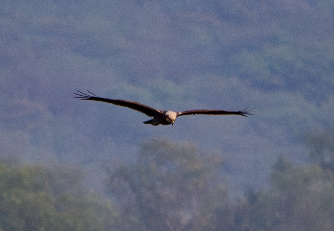 Western Marsh Harrier - ML646645865