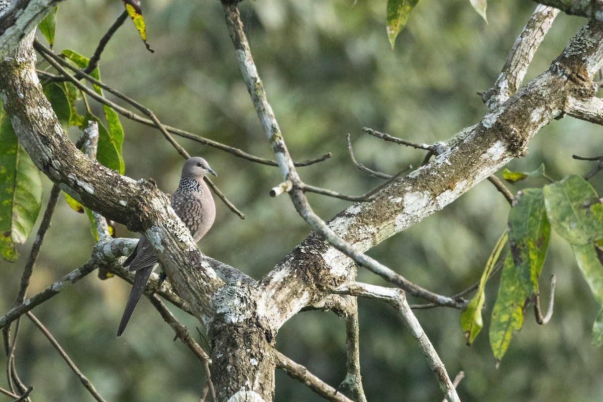 hrdlička kropenatá - ML646645866