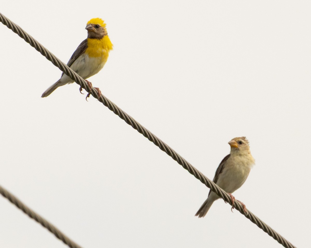 Baya Weaver - ML646645867