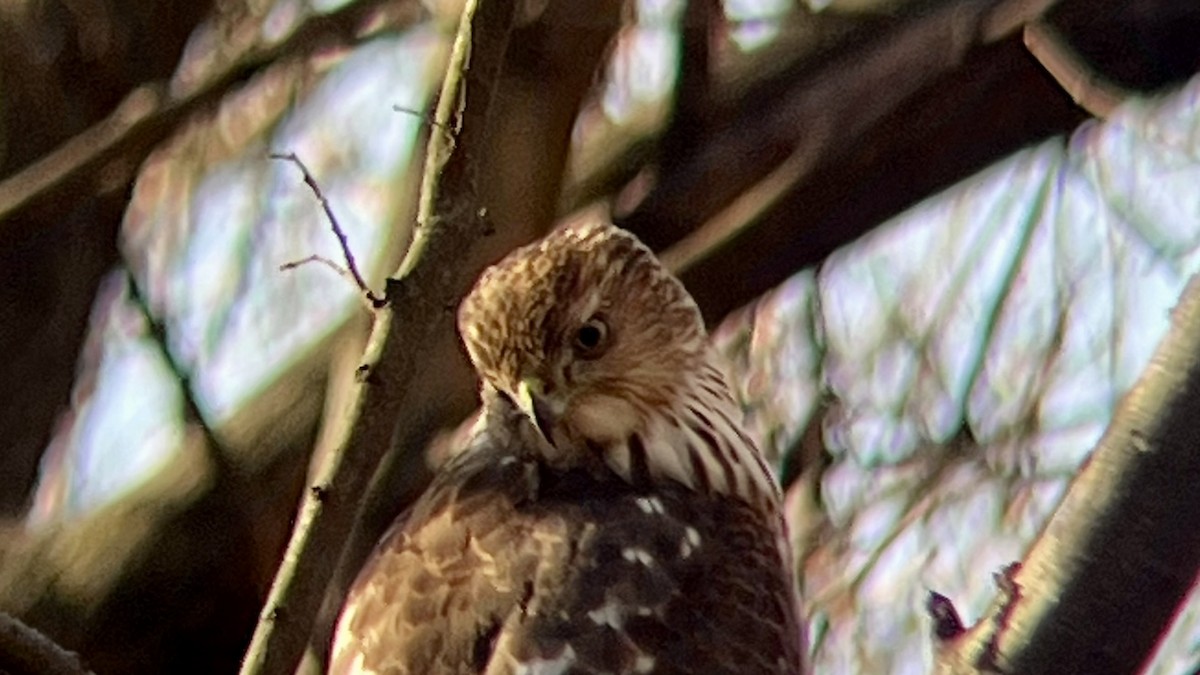 Cooper's Hawk - ML646645868