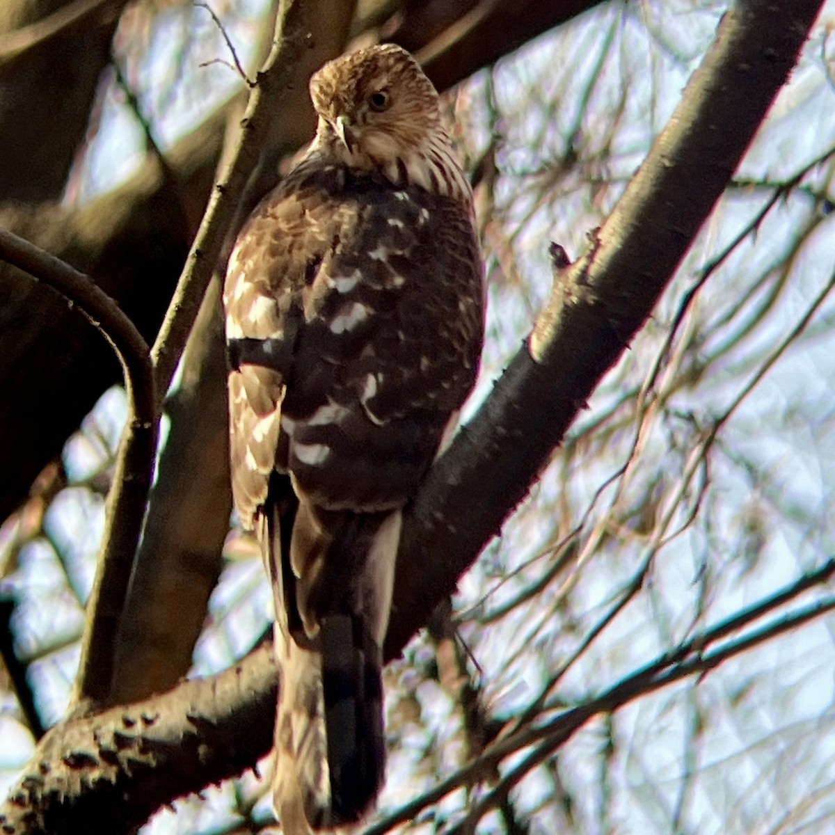 Cooper's Hawk - ML646645869