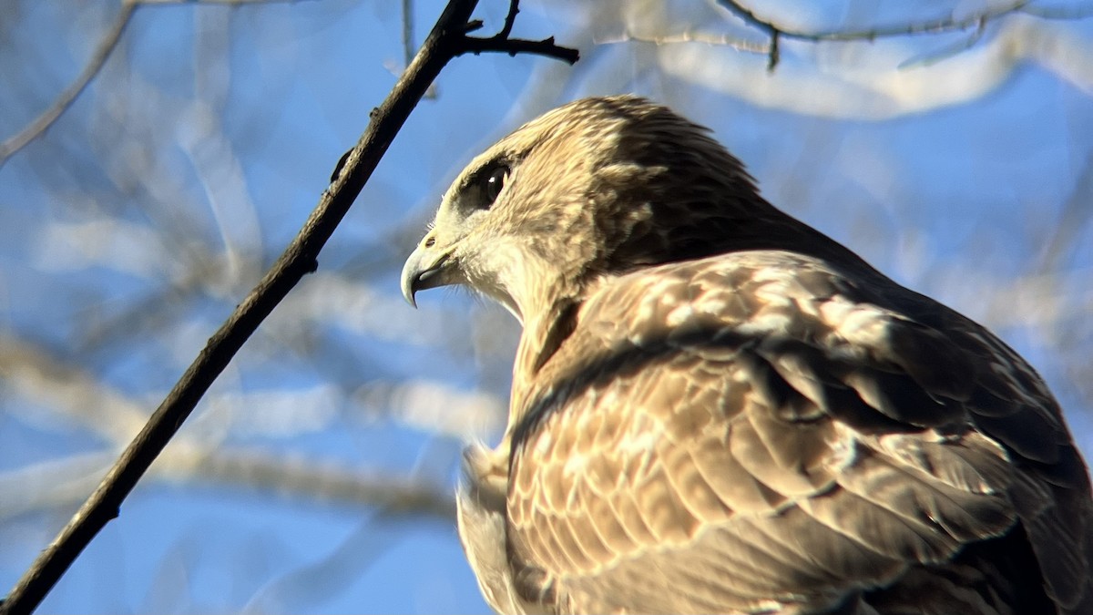 Busardo Colirrojo - ML646645870