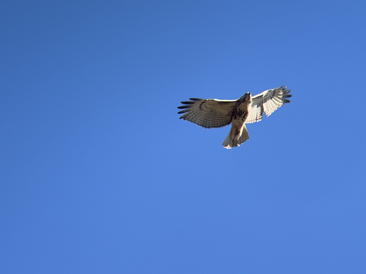 Busardo Colirrojo - ML646645872