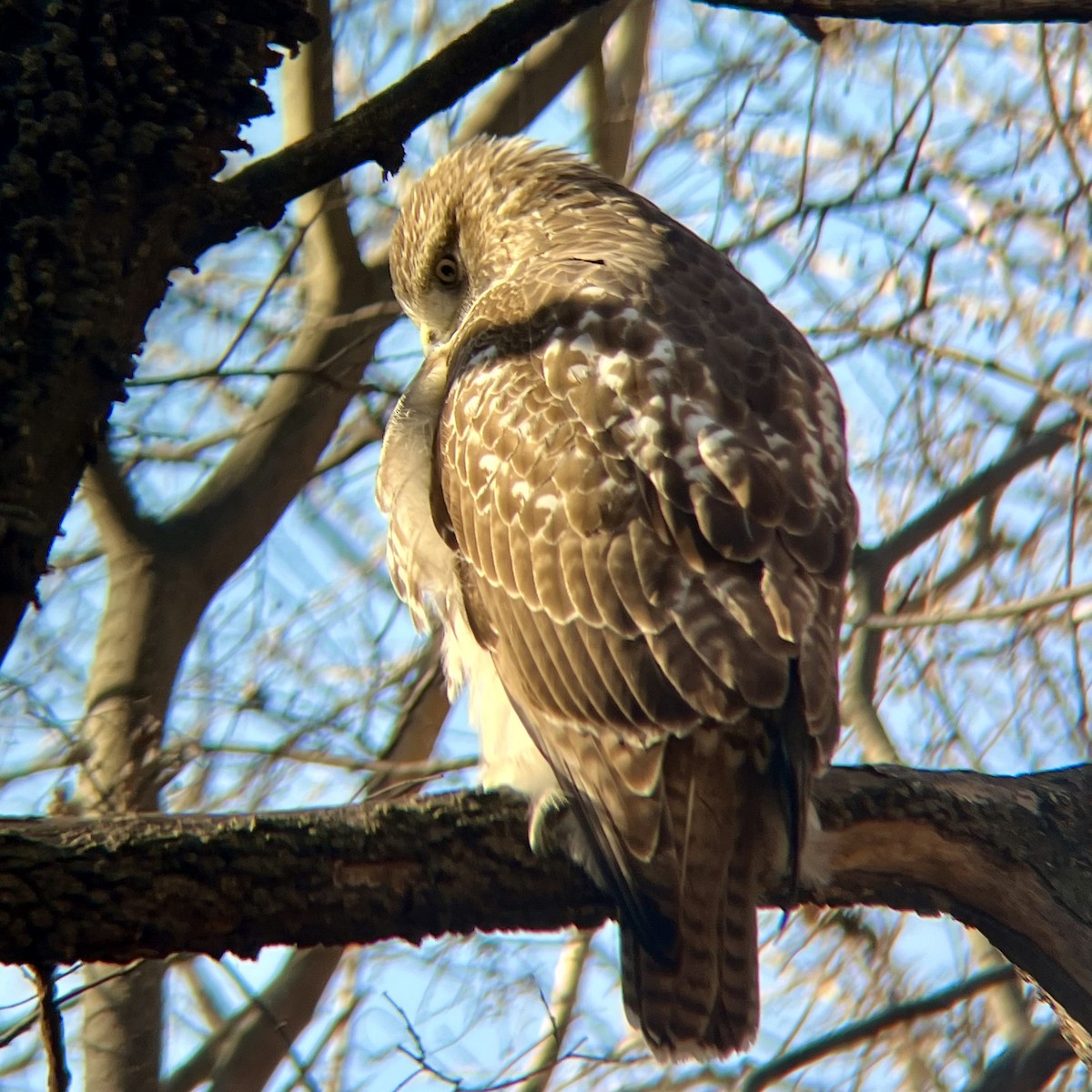 Busardo Colirrojo - ML646645874