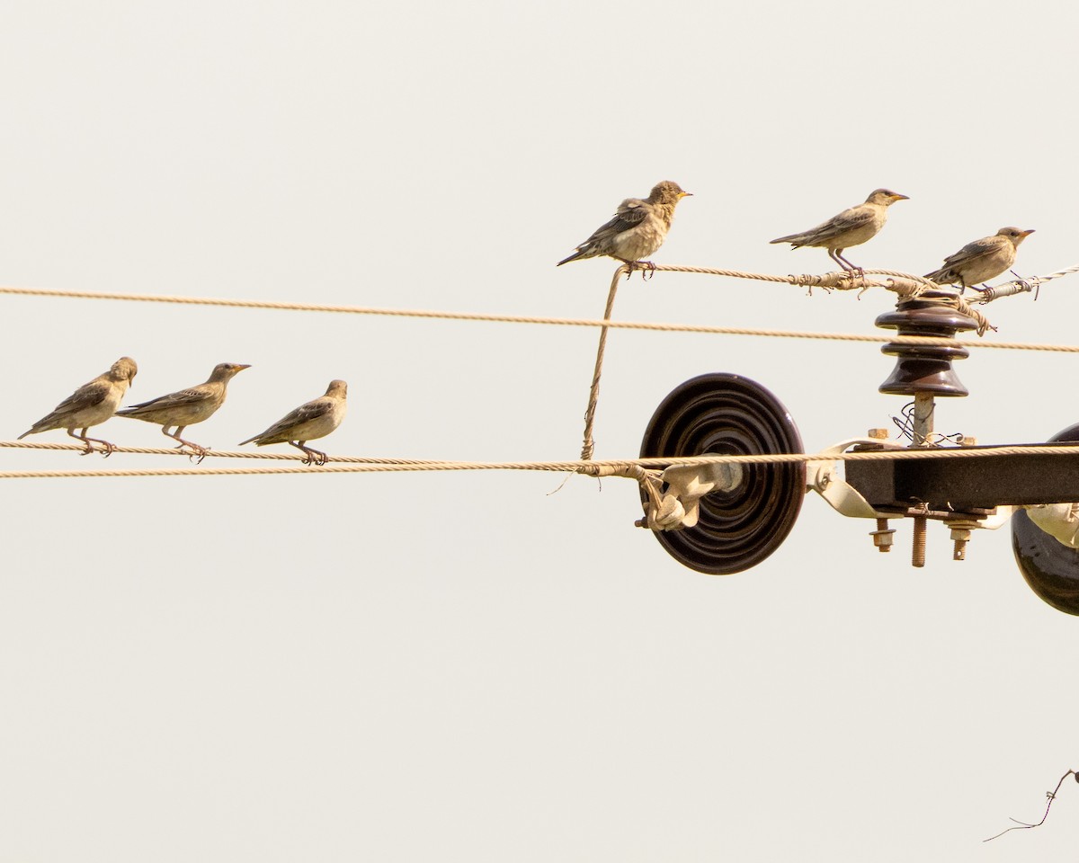 Ягаан тодол - ML646645881