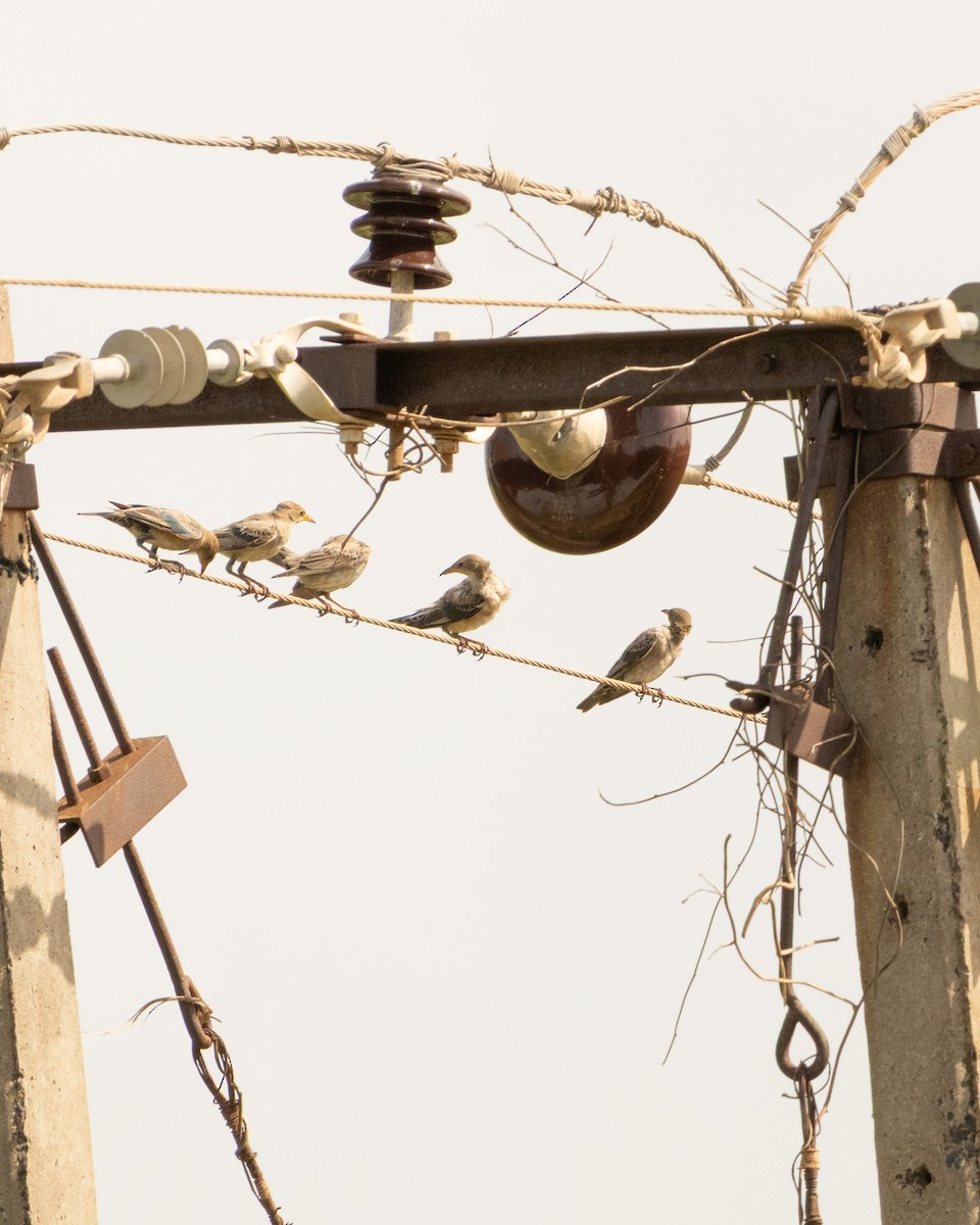 Ягаан тодол - ML646645882