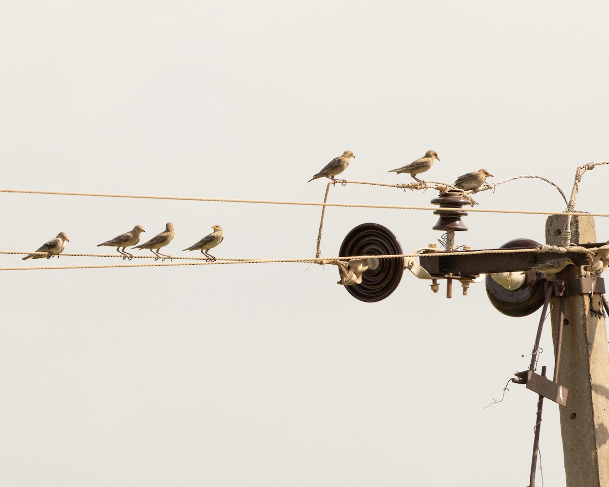 Ягаан тодол - ML646645884