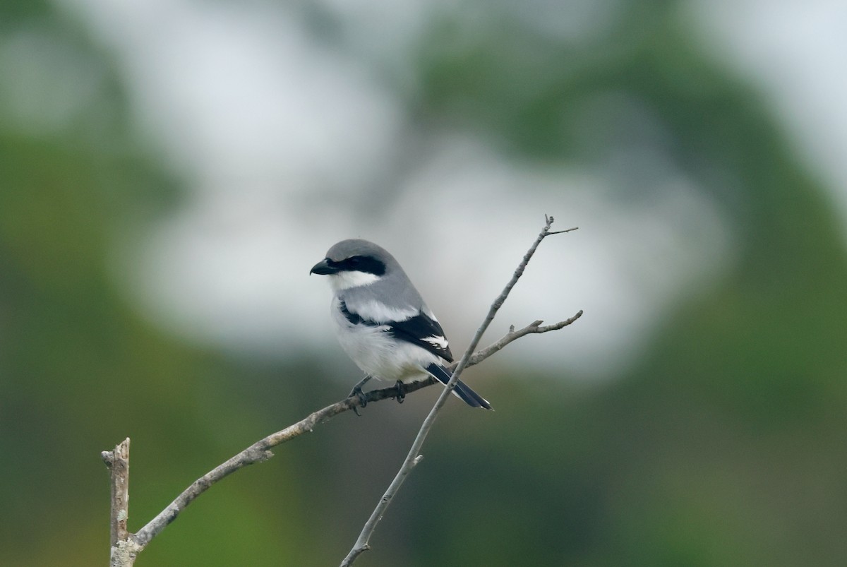 Pie-grièche migratrice - ML646645886