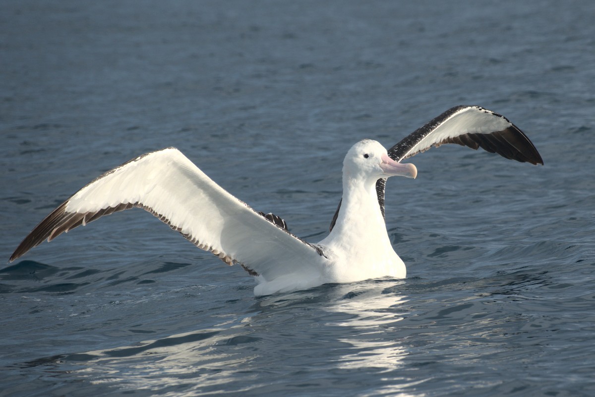 albatros jižní (ssp. gibsoni) - ML646645887