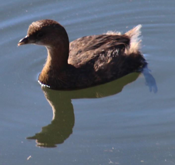 Txilinporta mokolodia - ML646645888