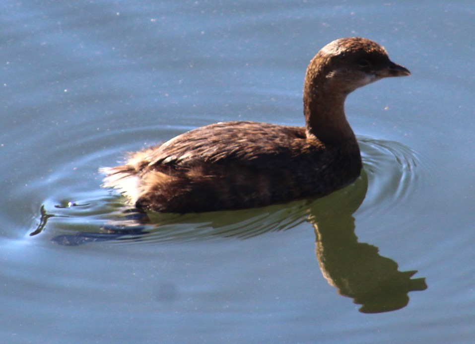 Txilinporta mokolodia - ML646645889