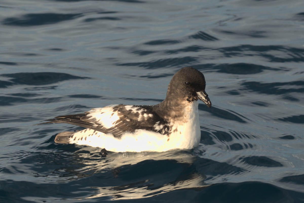 buřňák černobílý (ssp. australe) - ML646645903